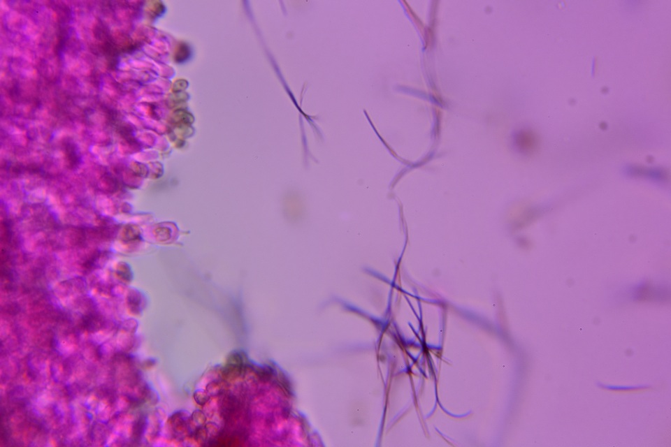 Crepidotus occidentalis image