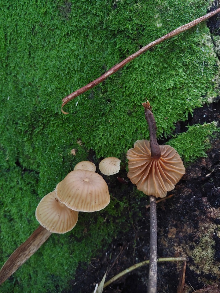 Galerina velutipes image