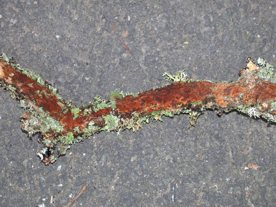 Fuscoporia ferrea image