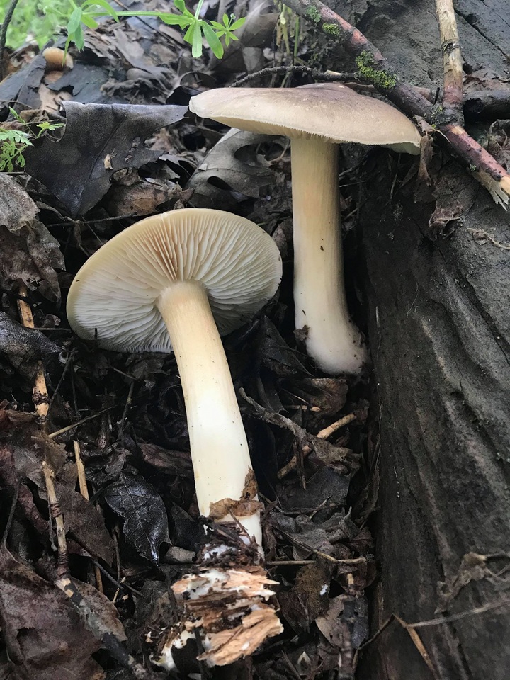 Megacollybia fallax image