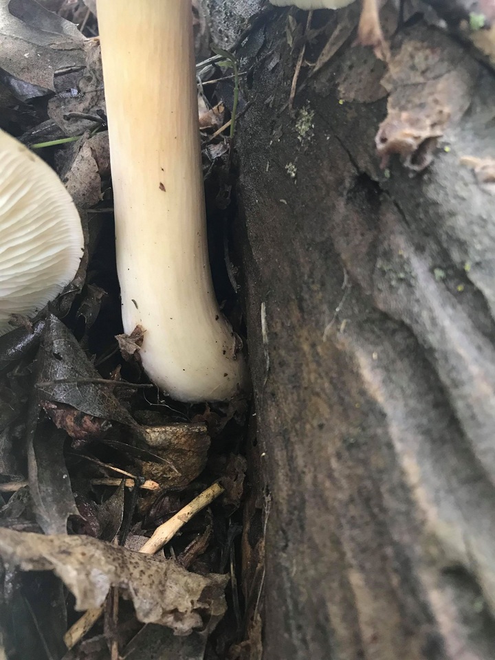 Megacollybia fallax image