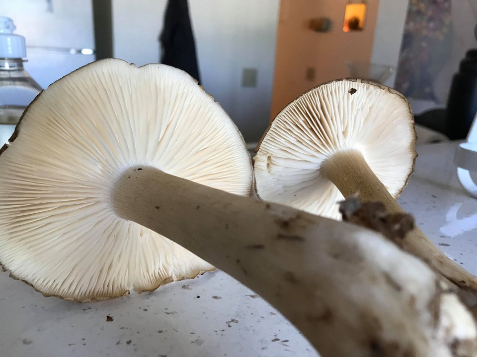 Megacollybia fallax image
