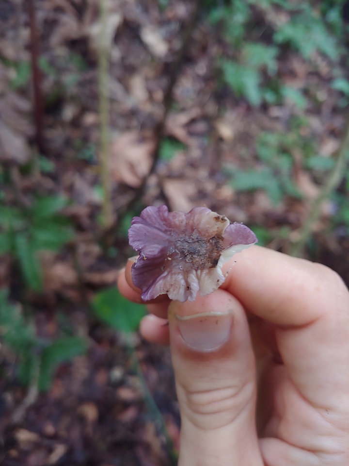 Calocybe cyanea image