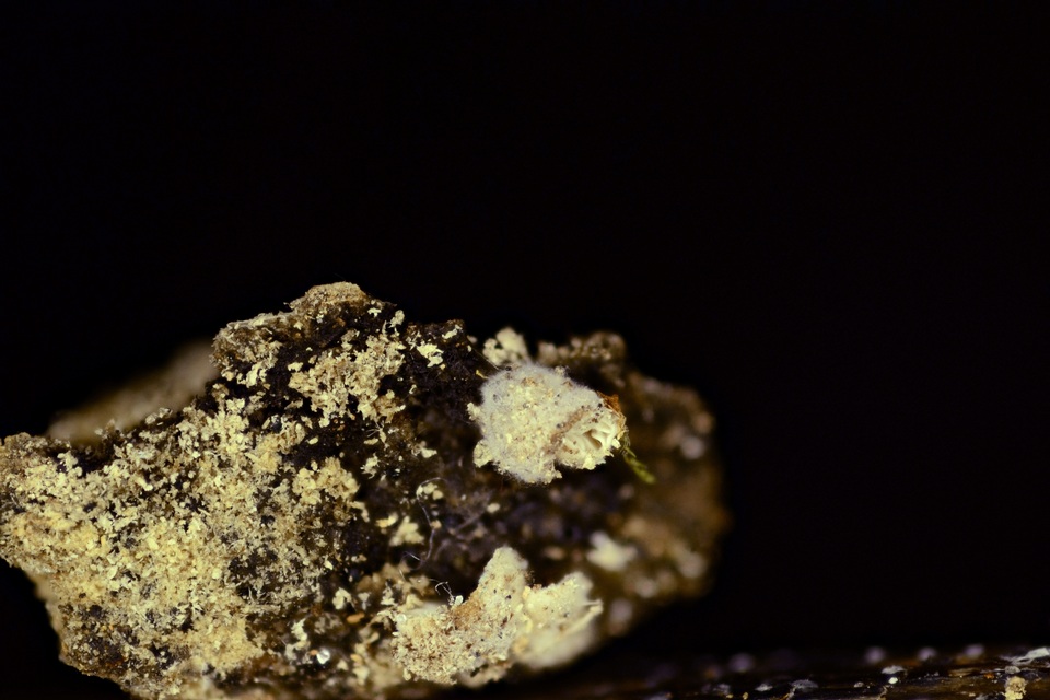 Clitopilus scyphoides var. scyphoides image