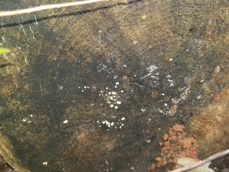 Clitopilus scyphoides var. scyphoides image