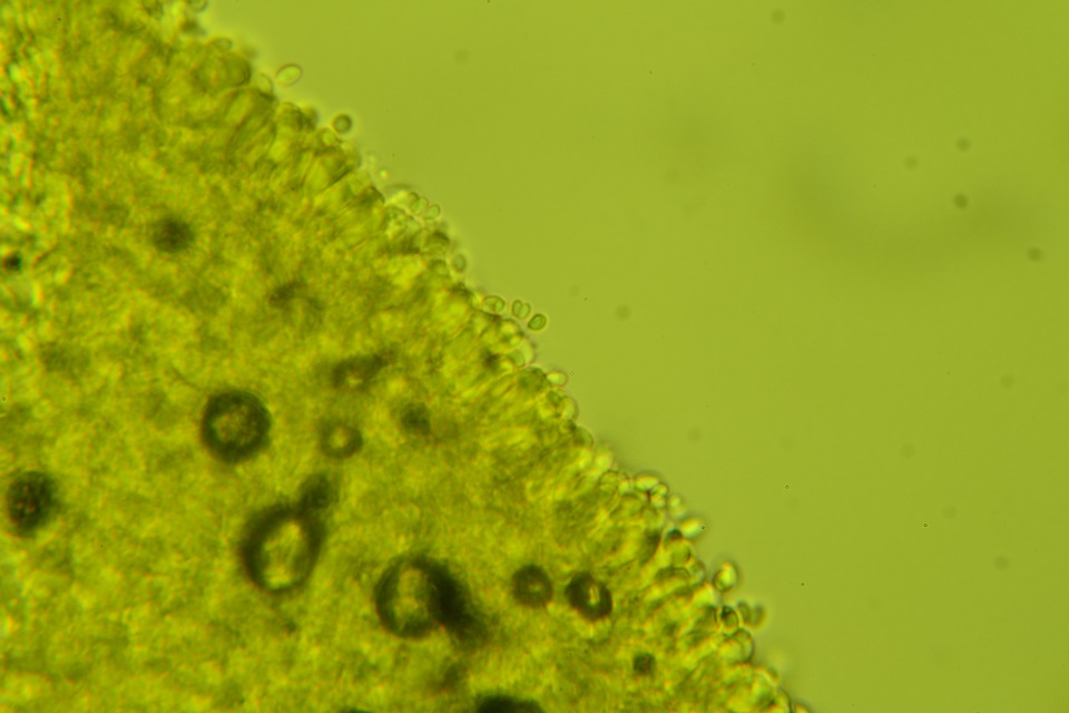 Clitopilus scyphoides var. scyphoides image