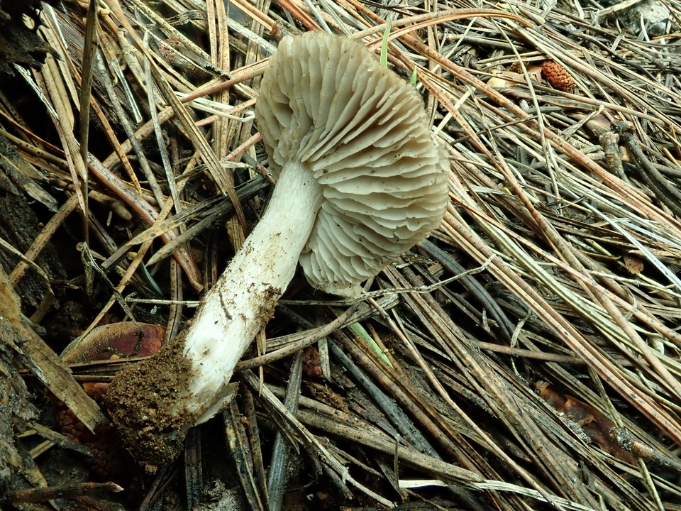 Tricholoma moseri image