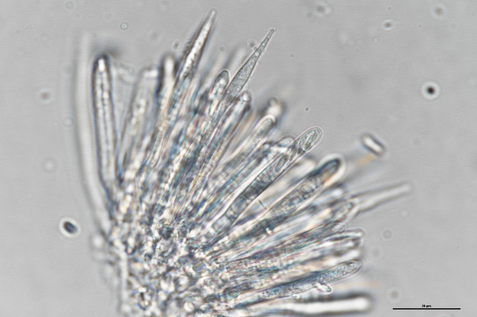 Lachnum subvirgineum image