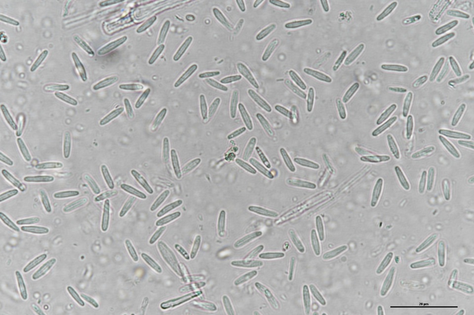 Lachnum subvirgineum image