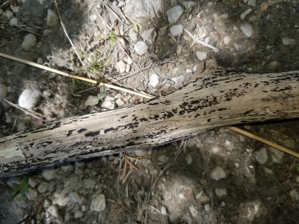 Hysterobrevium mori image