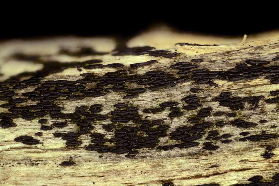 Hysterobrevium mori image