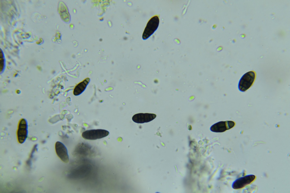 Hysterobrevium mori image