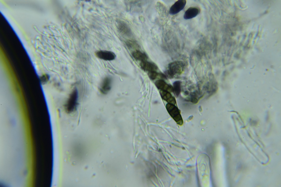 Hysterobrevium mori image