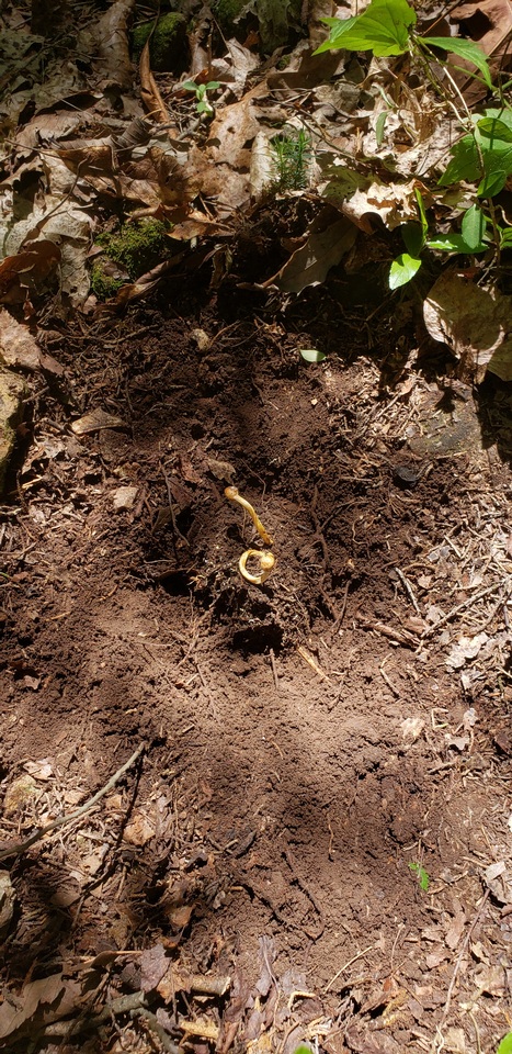 Ophiocordyceps heteropoda image