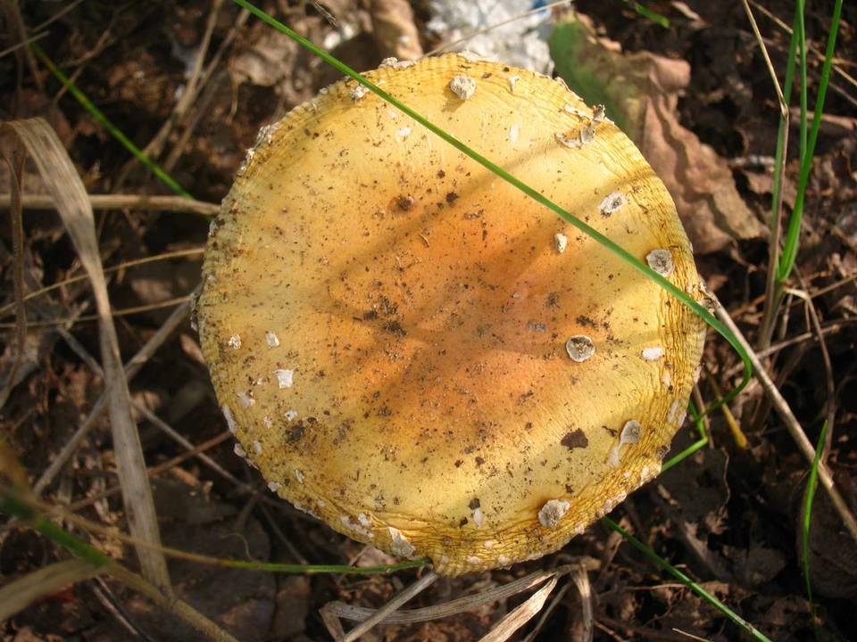 Amanita amerimuscaria image