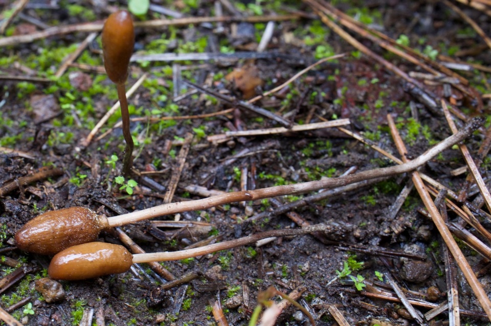 Galeropsis polytrichoides image