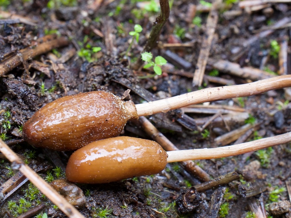 Galeropsis polytrichoides image