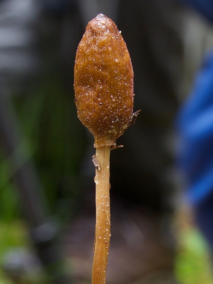 Galeropsis polytrichoides image