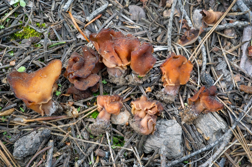 Gyromitra ambigua image