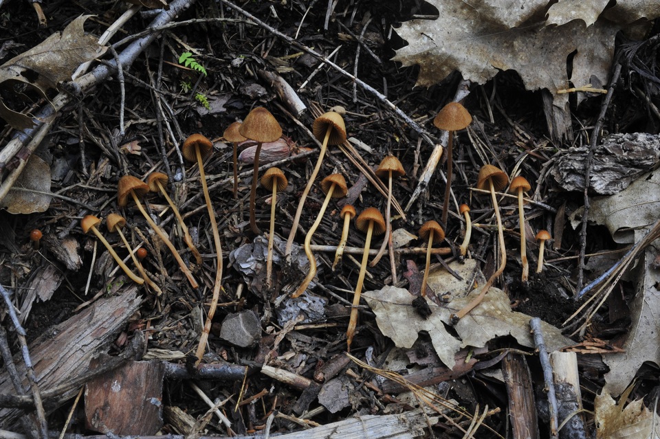 Conocybe semiglobata image