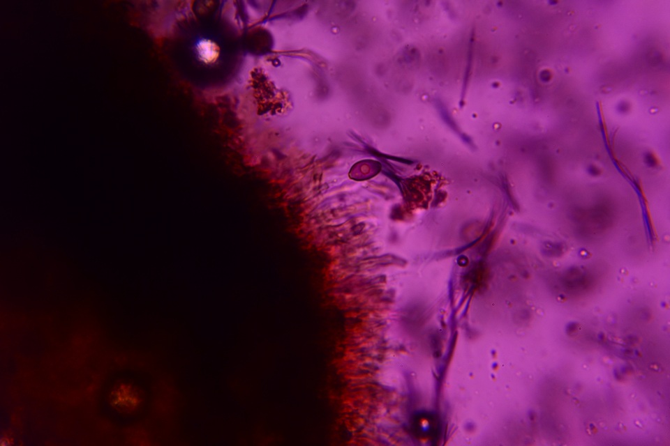 Melanconium stromaticum image