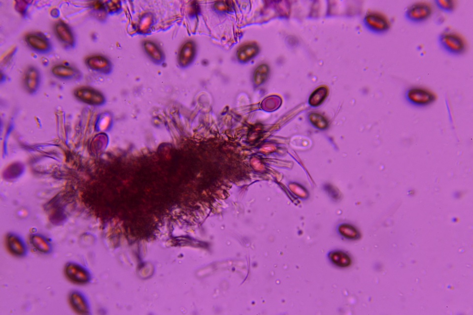 Melanconium stromaticum image