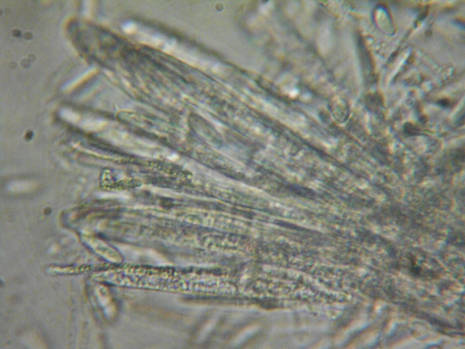 Cudoniella clavus image