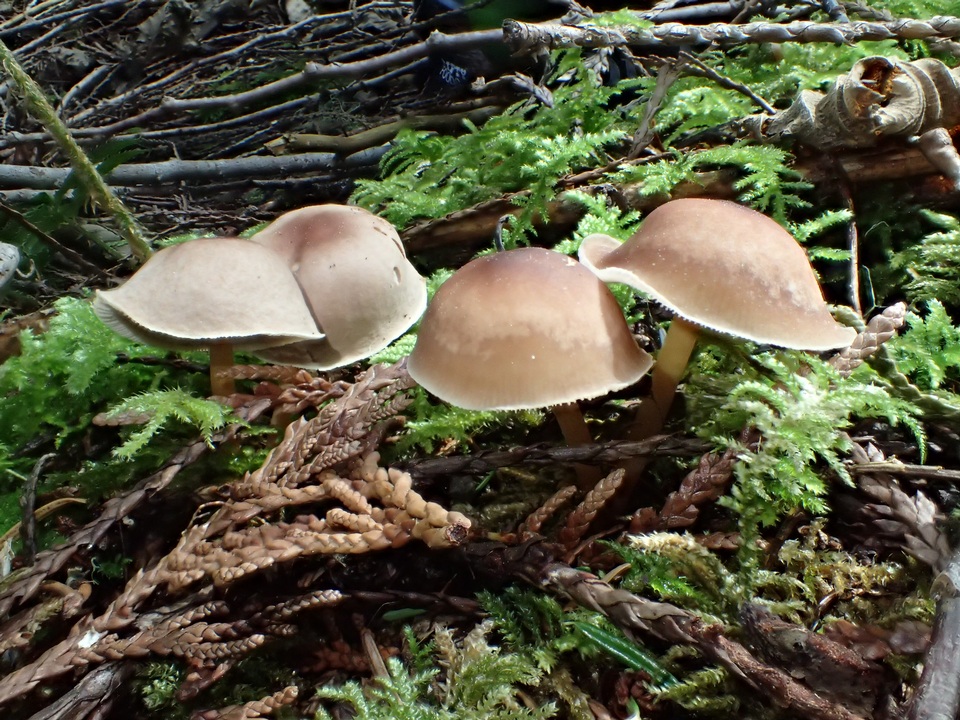Gymnopilus dryophilus image