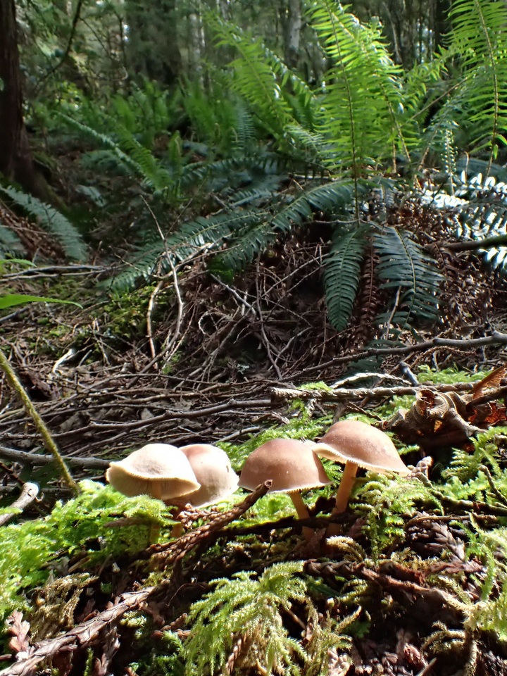 Gymnopilus dryophilus image