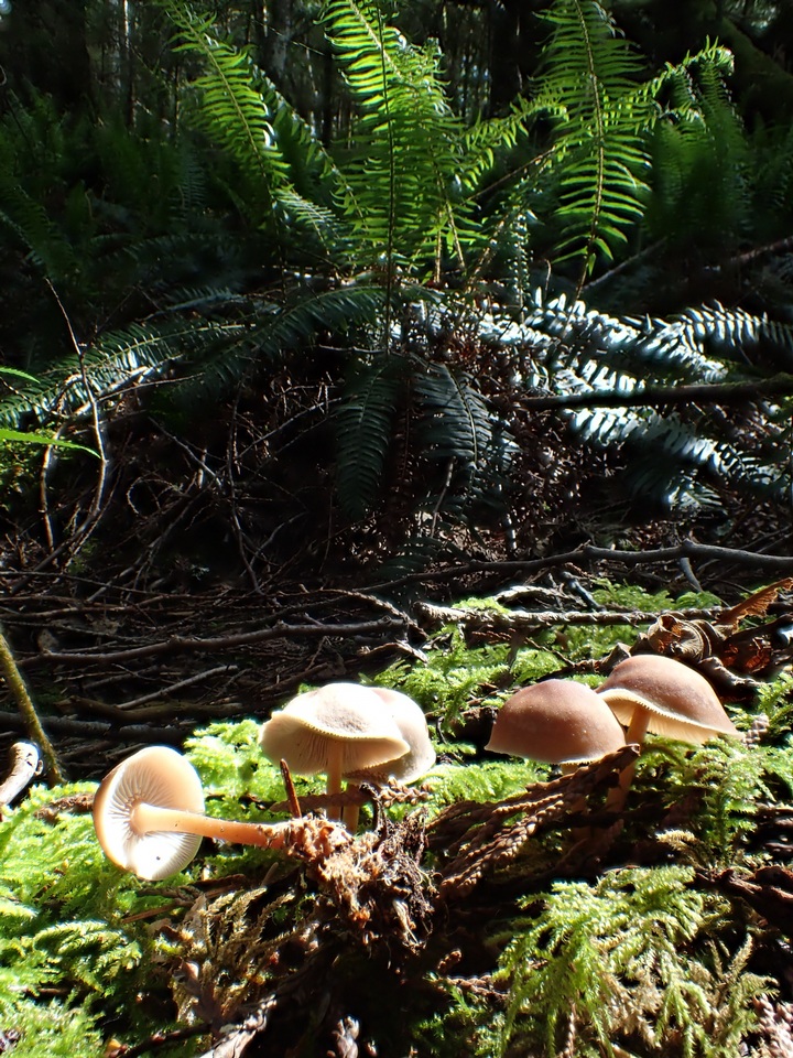 Gymnopilus dryophilus image