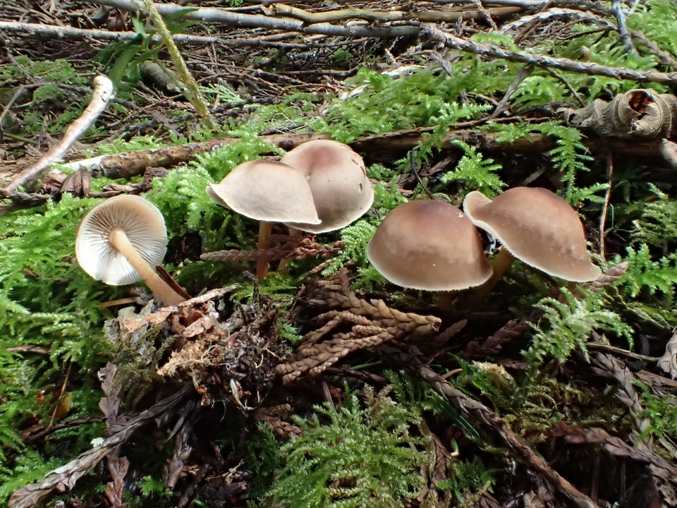 Gymnopilus dryophilus image