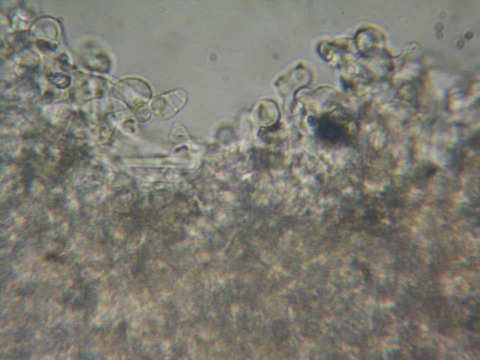 Gymnopilus dryophilus image