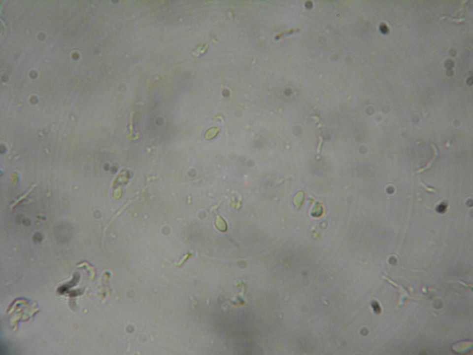 Gymnopilus dryophilus image