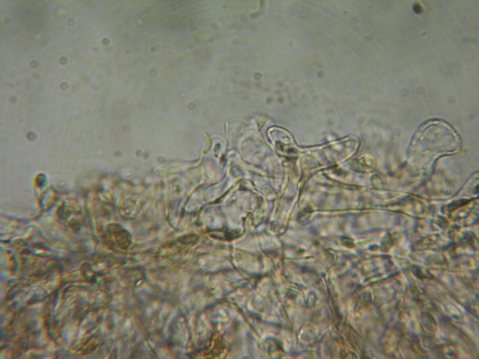 Gymnopilus dryophilus image