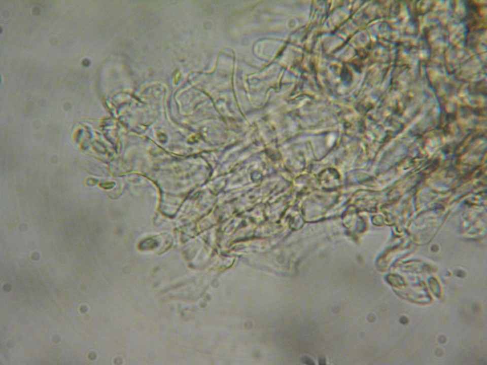 Gymnopilus dryophilus image