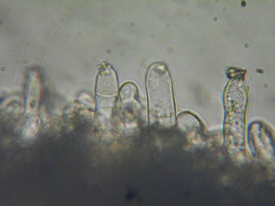 Inocybe amblyospora image