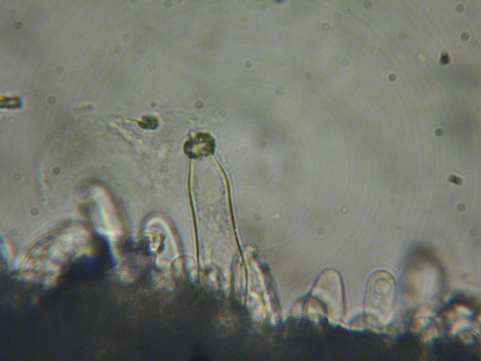 Inocybe amblyospora image