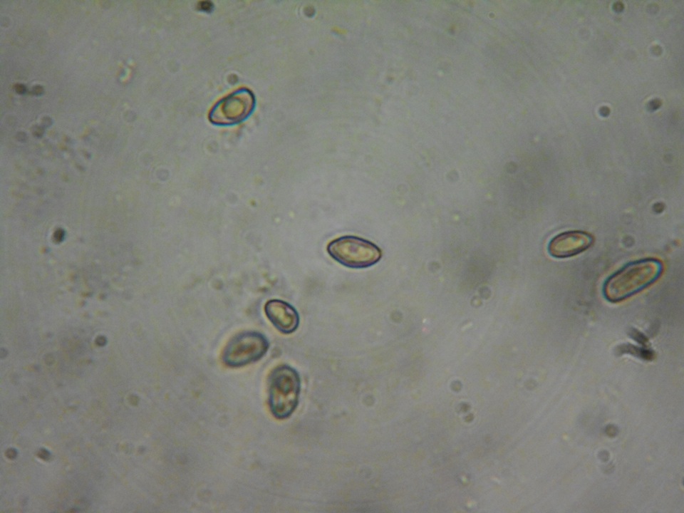 Inocybe amblyospora image