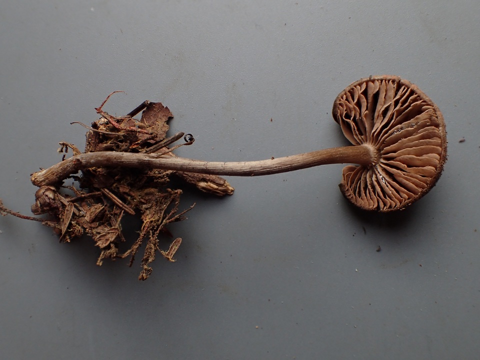 Nolanea obscurata image
