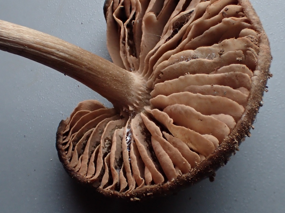 Nolanea obscurata image