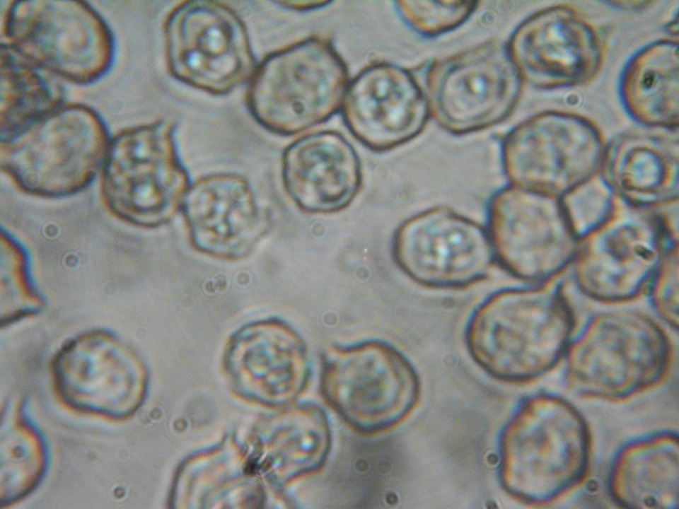 Nolanea obscurata image