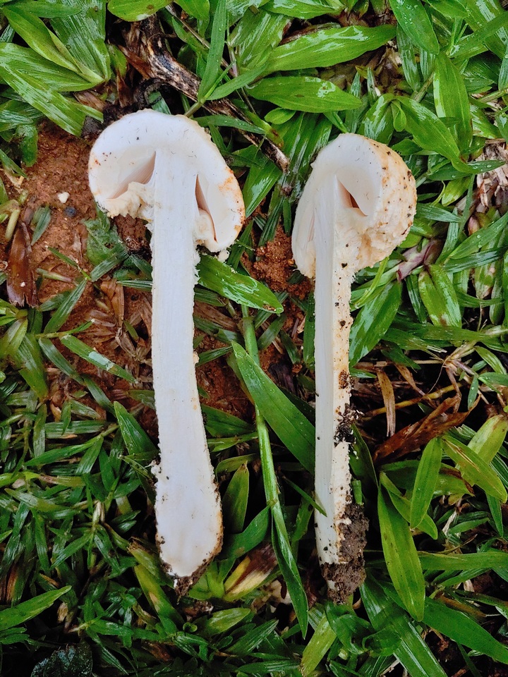 Amanita nauseosa image