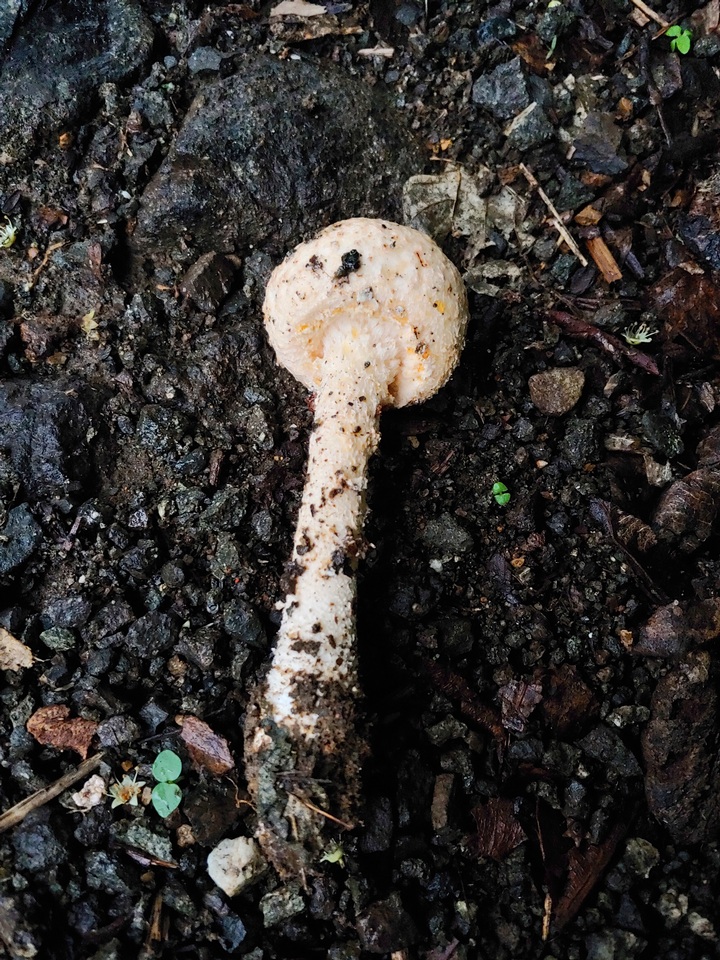 Amanita nauseosa image