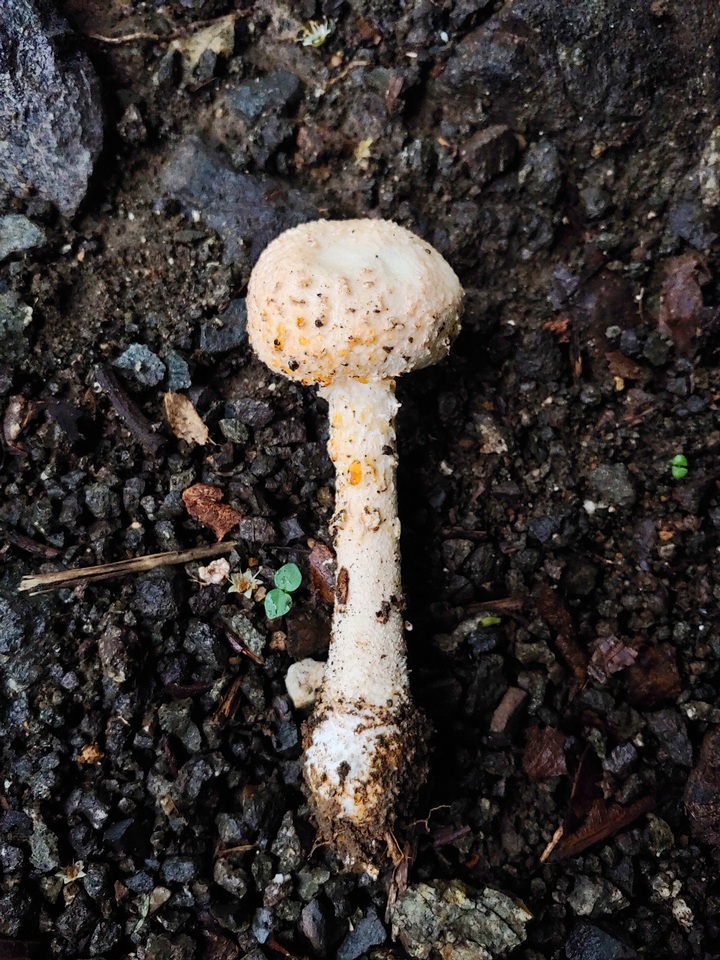 Amanita nauseosa image