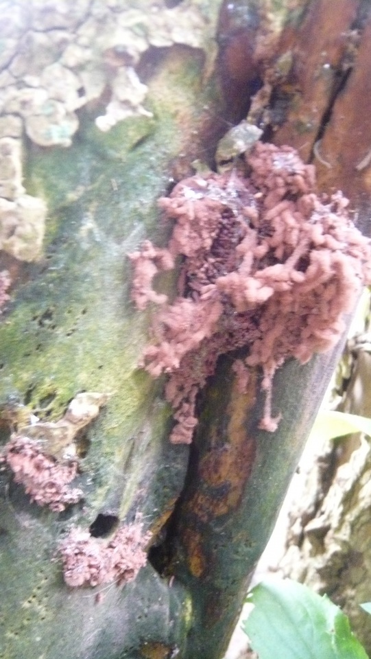 Arcyria denudata image