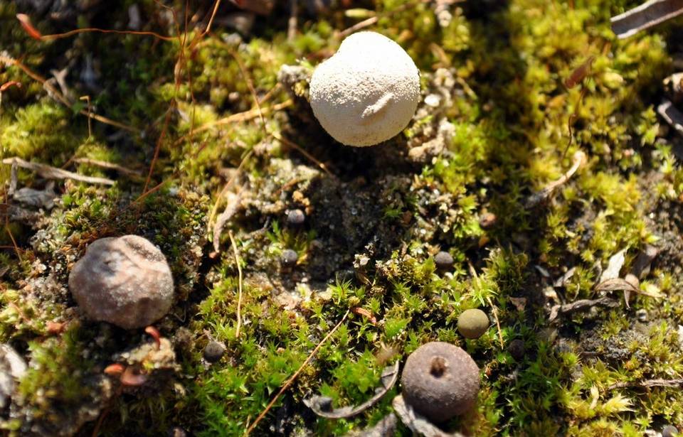 Bovista limosa image