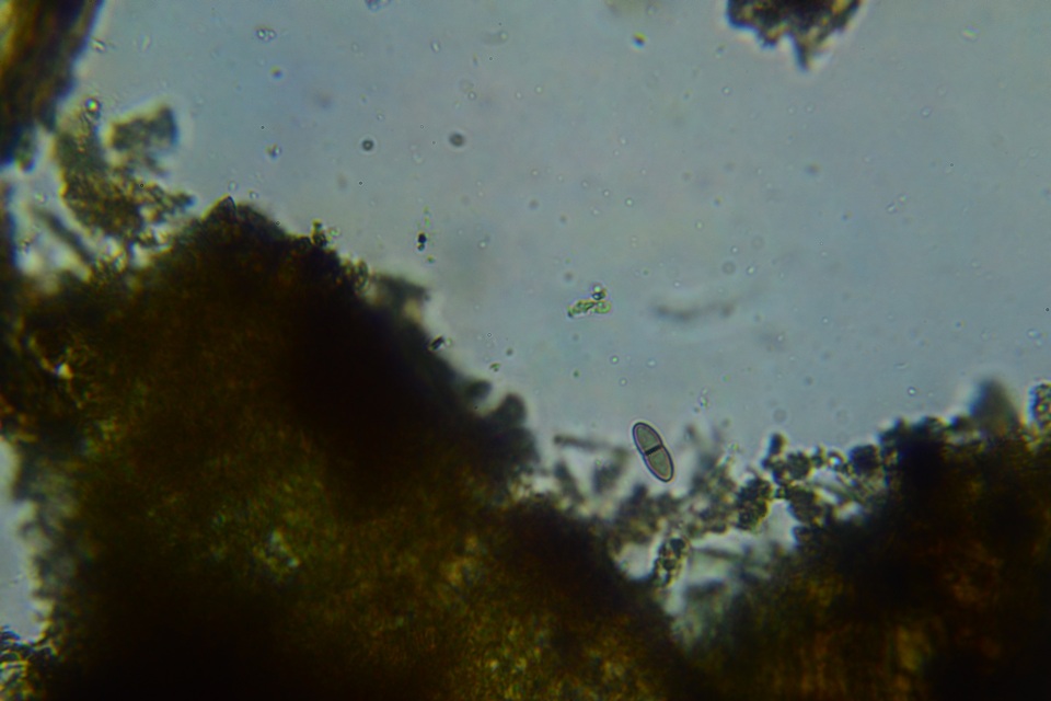 Dactylospora stygia var. stygia image