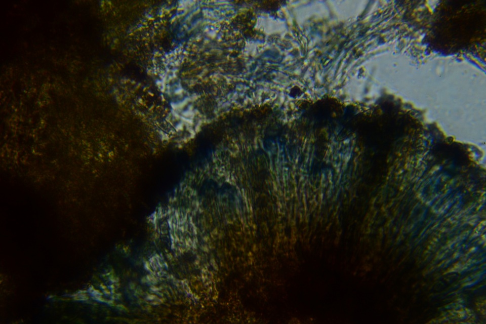 Dactylospora stygia image