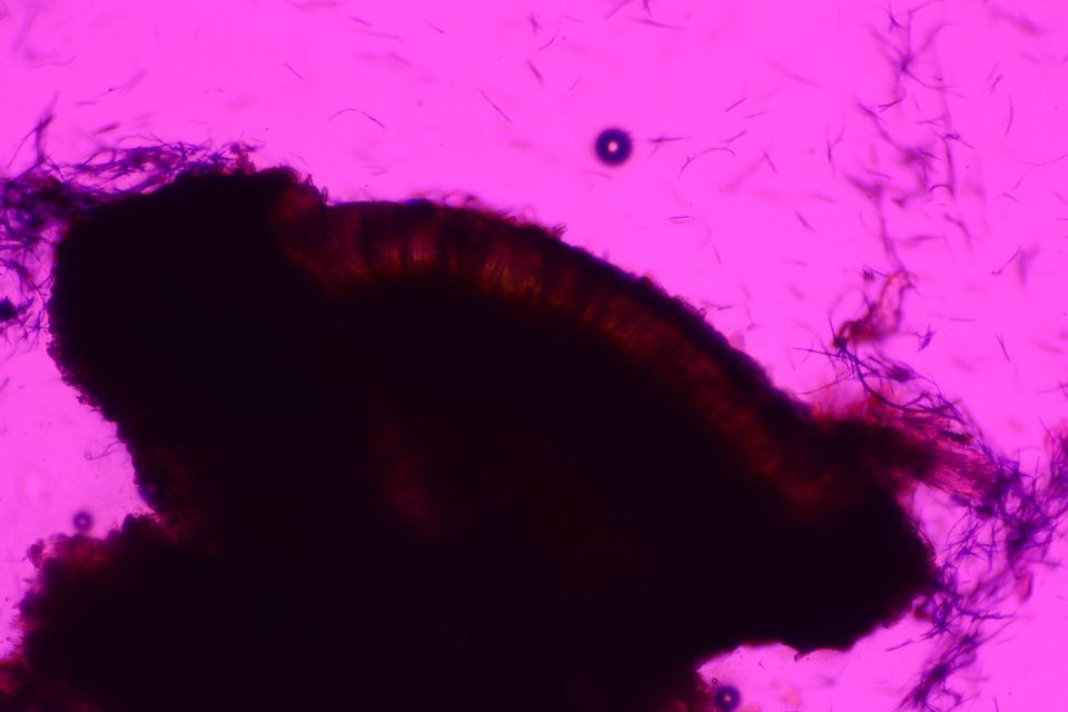 Dactylospora stygia image