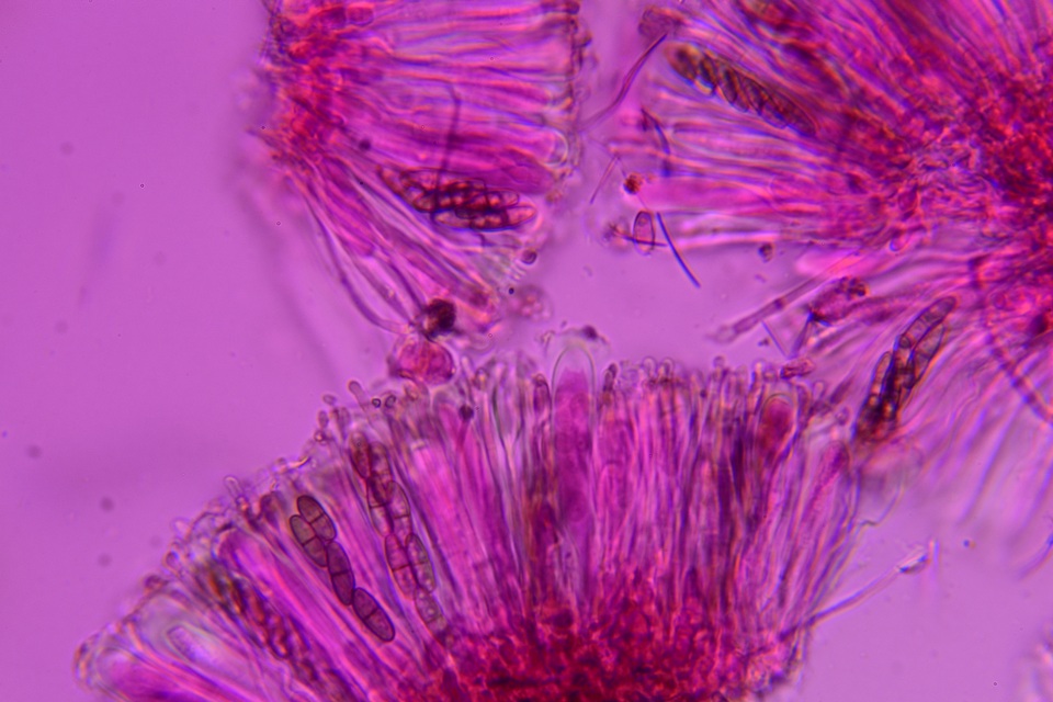 Dactylospora stygia image